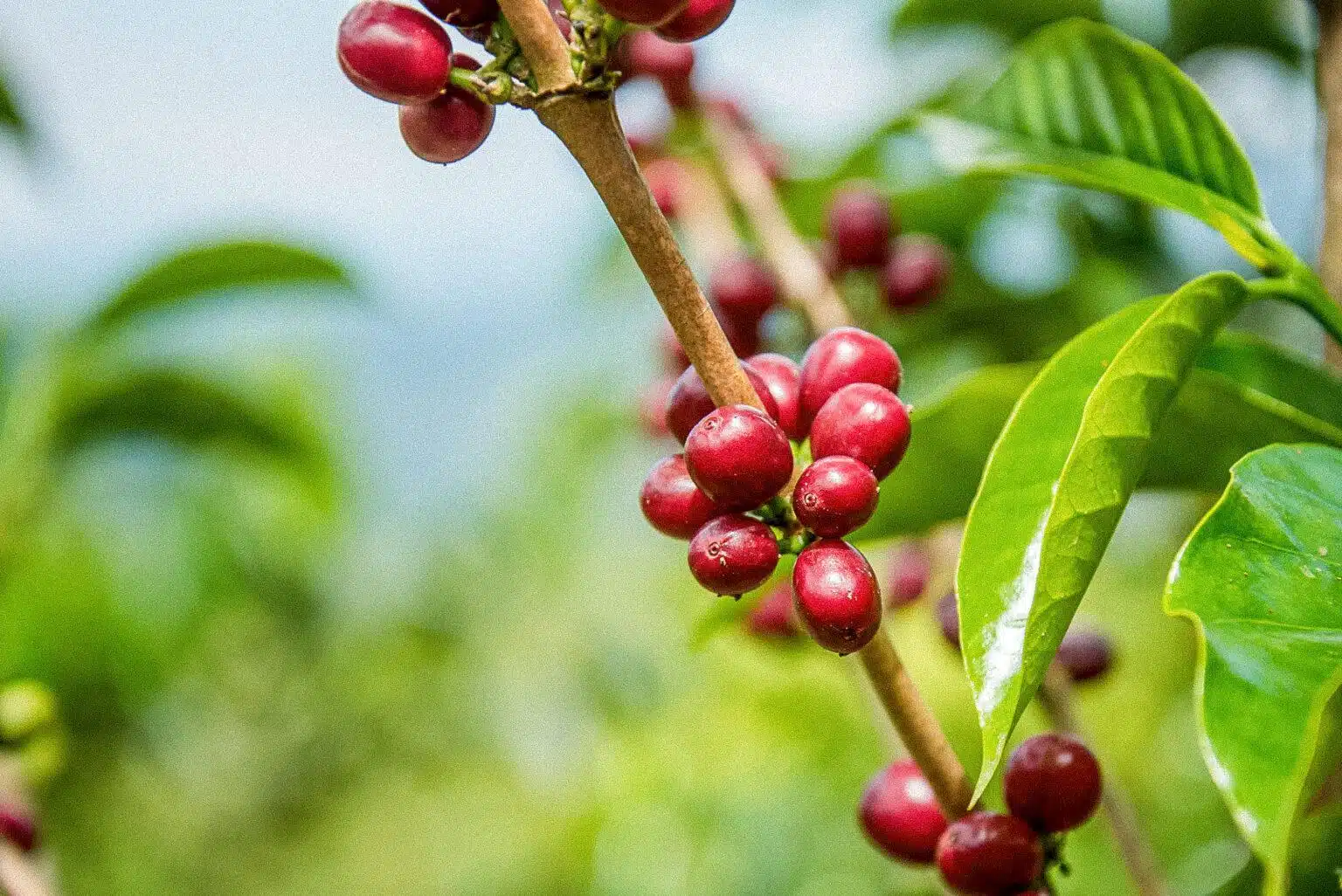 Father's - Diego Samuel Bermudez Anaerobic Decaf