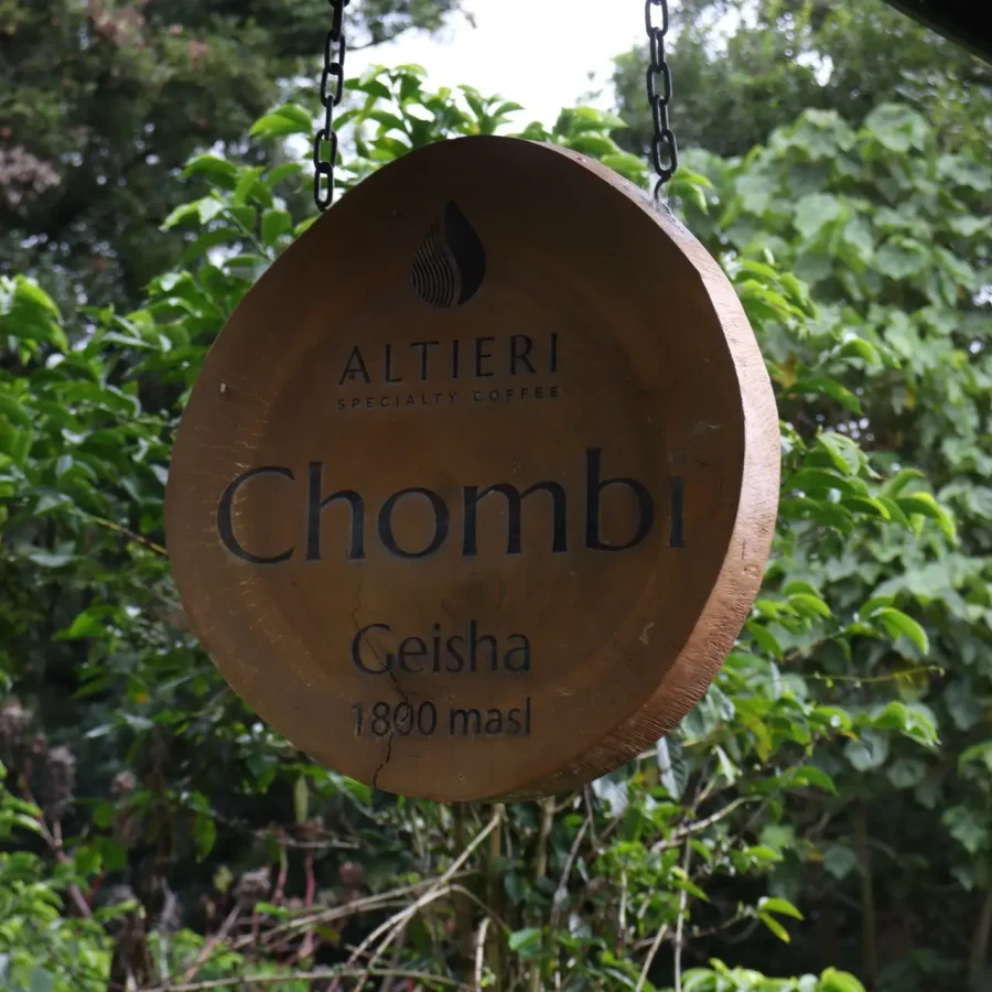 Panama Altieri Chombi Lot Geisha