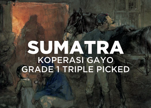 Sumatra Koperasi Gayo Grade 1 Triple Picked