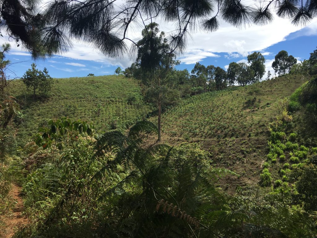 Colombia El Edén Decaf