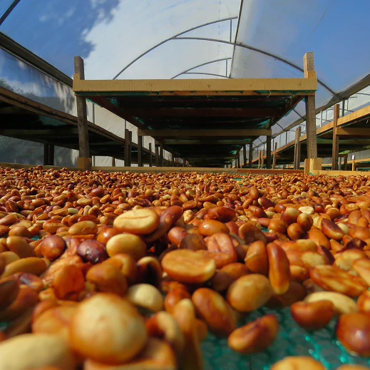 Colombia Santuario Project Campo Elmoso Series 'Gold Washed'