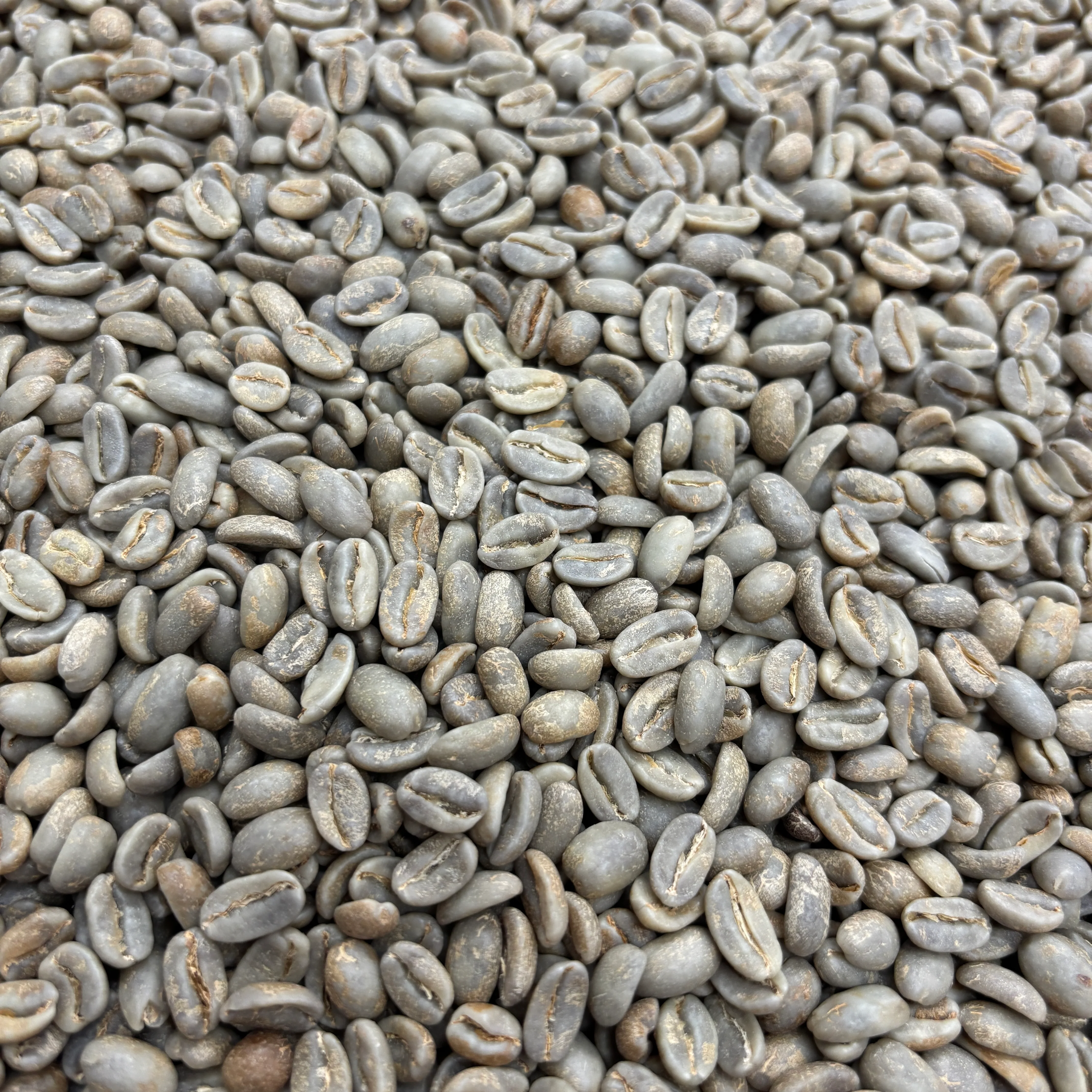 COE #7 Santa Teresa Geisha - Costa Rica, Washed - Green