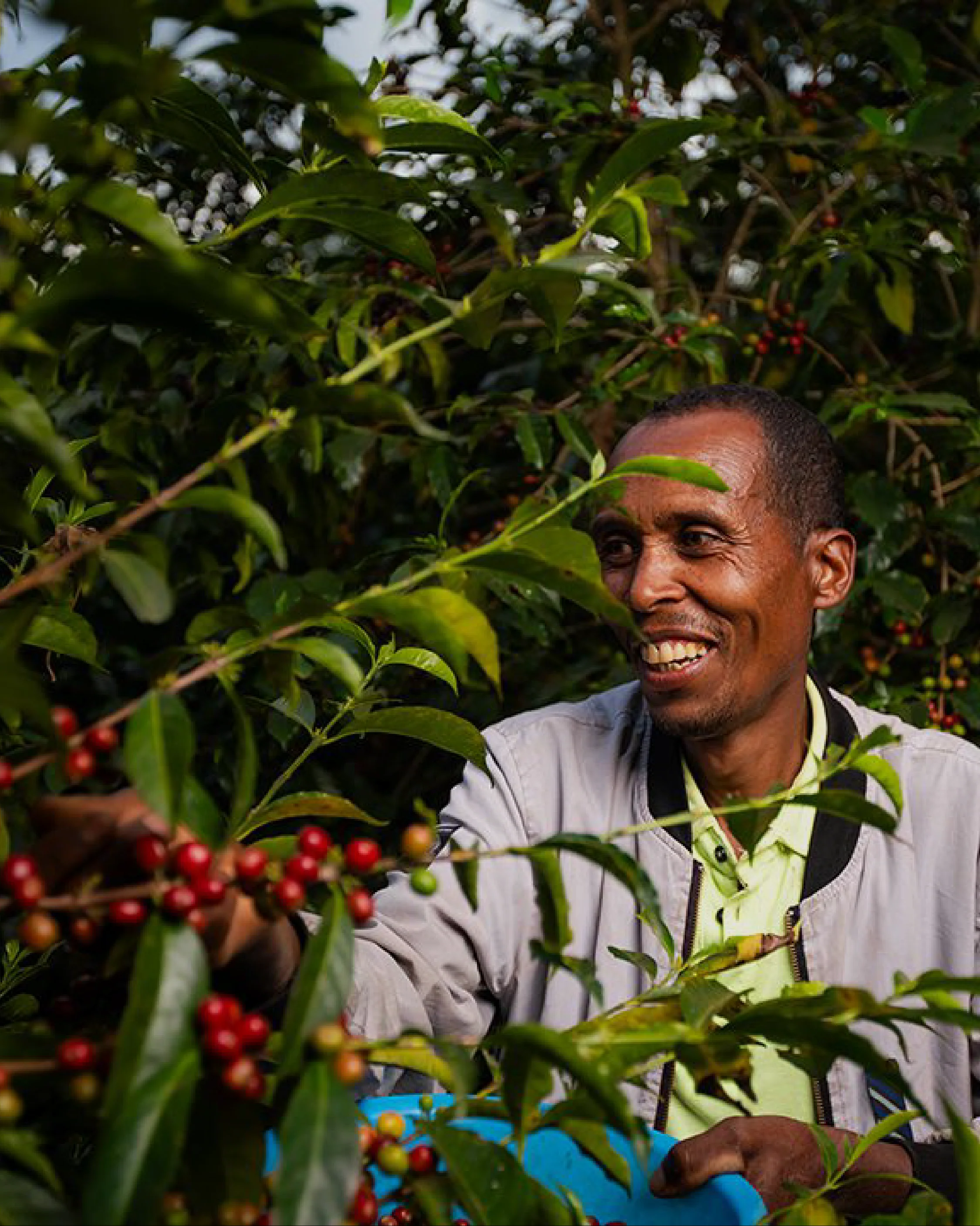 Alo Village Archers Lot Honey