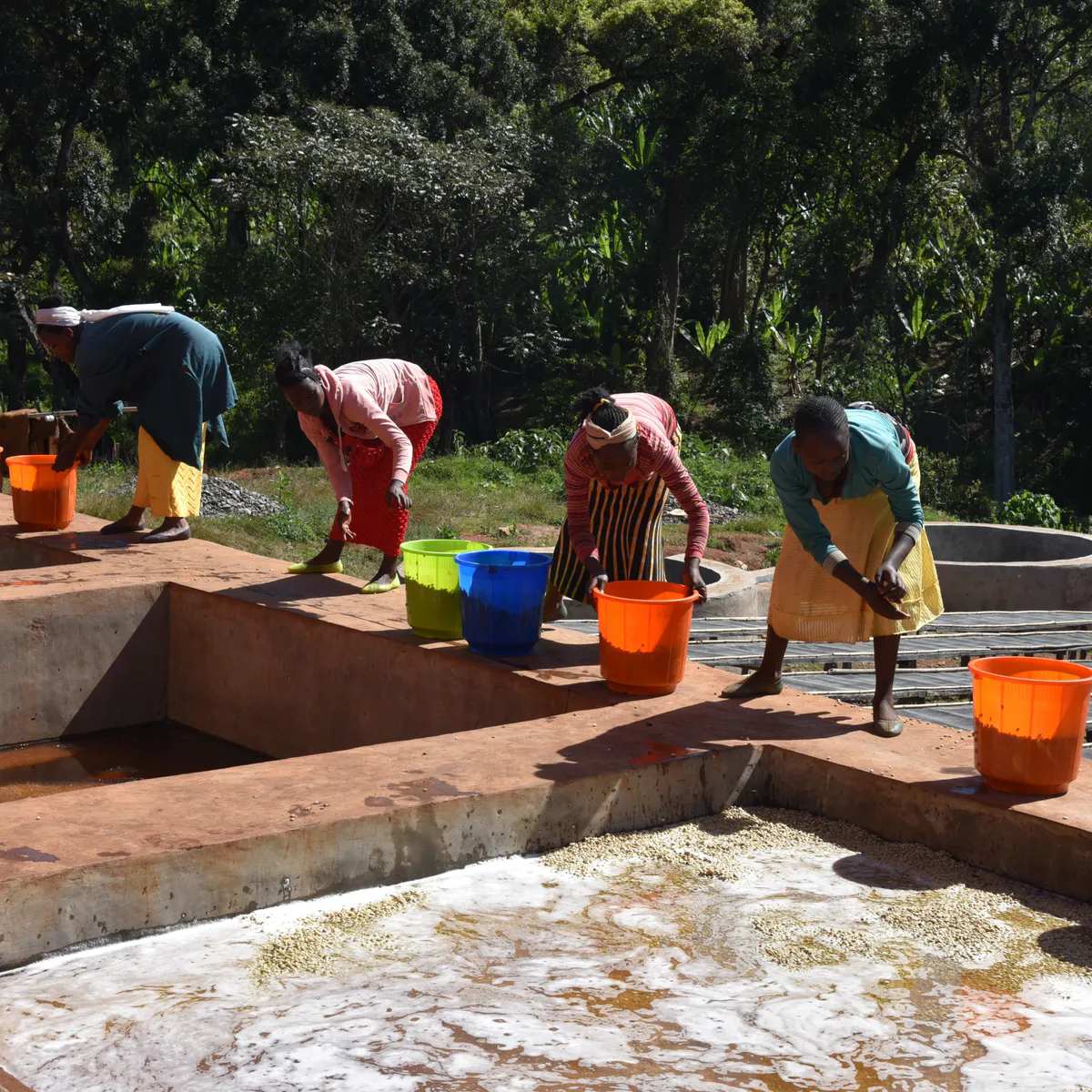 Ethiopia Hambella Alaka Organic