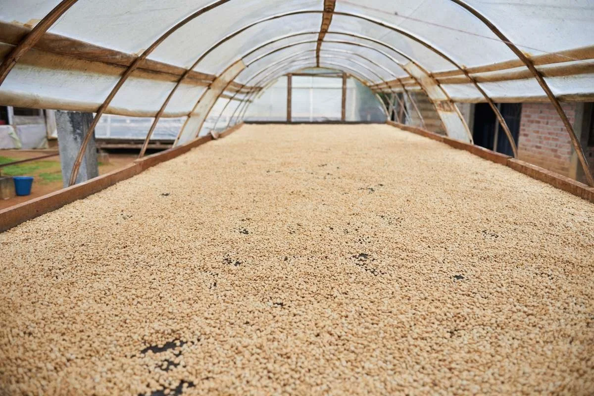 Decaf Colombia Pink Bourbon