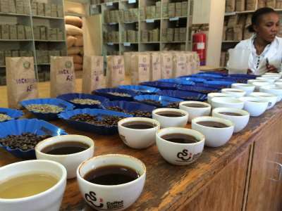 Kenya AA 'Kariaini Factory' Washed Process