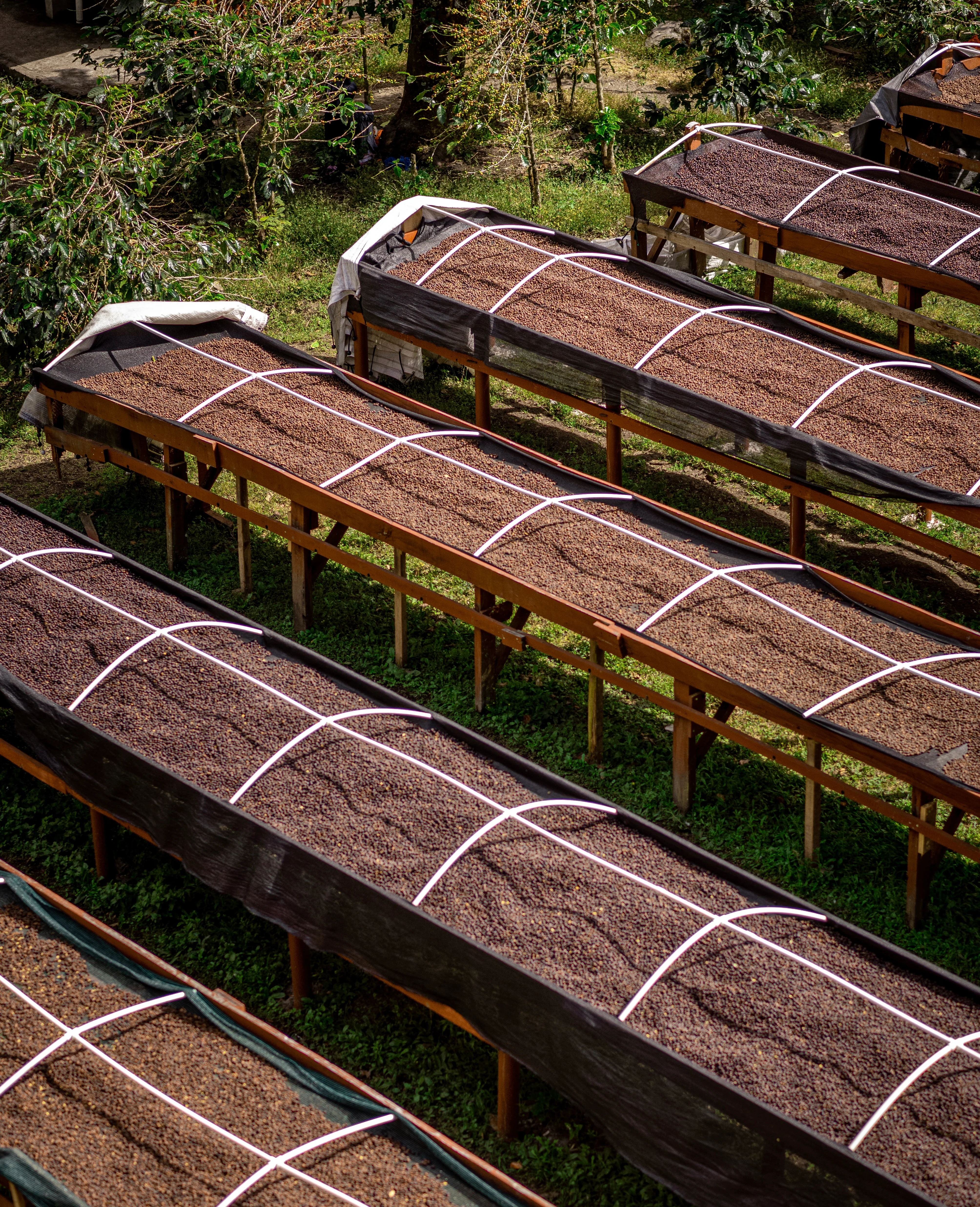 Prestige - Panama "Damarli Estate" Bundle