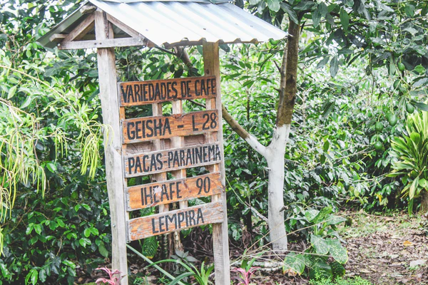 Honduras Irma Trochez - Honey Parainema