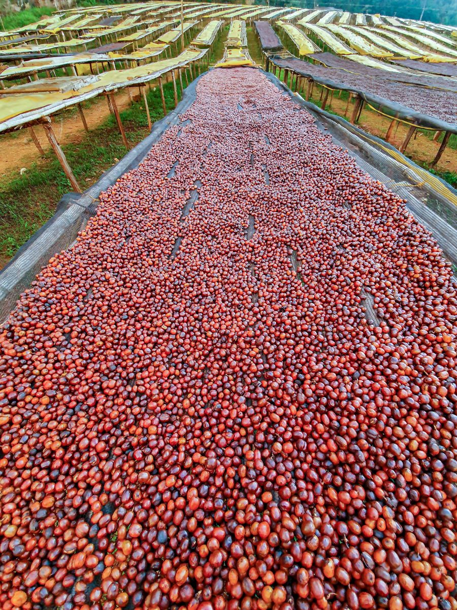 Ethiopia Sawana Washed