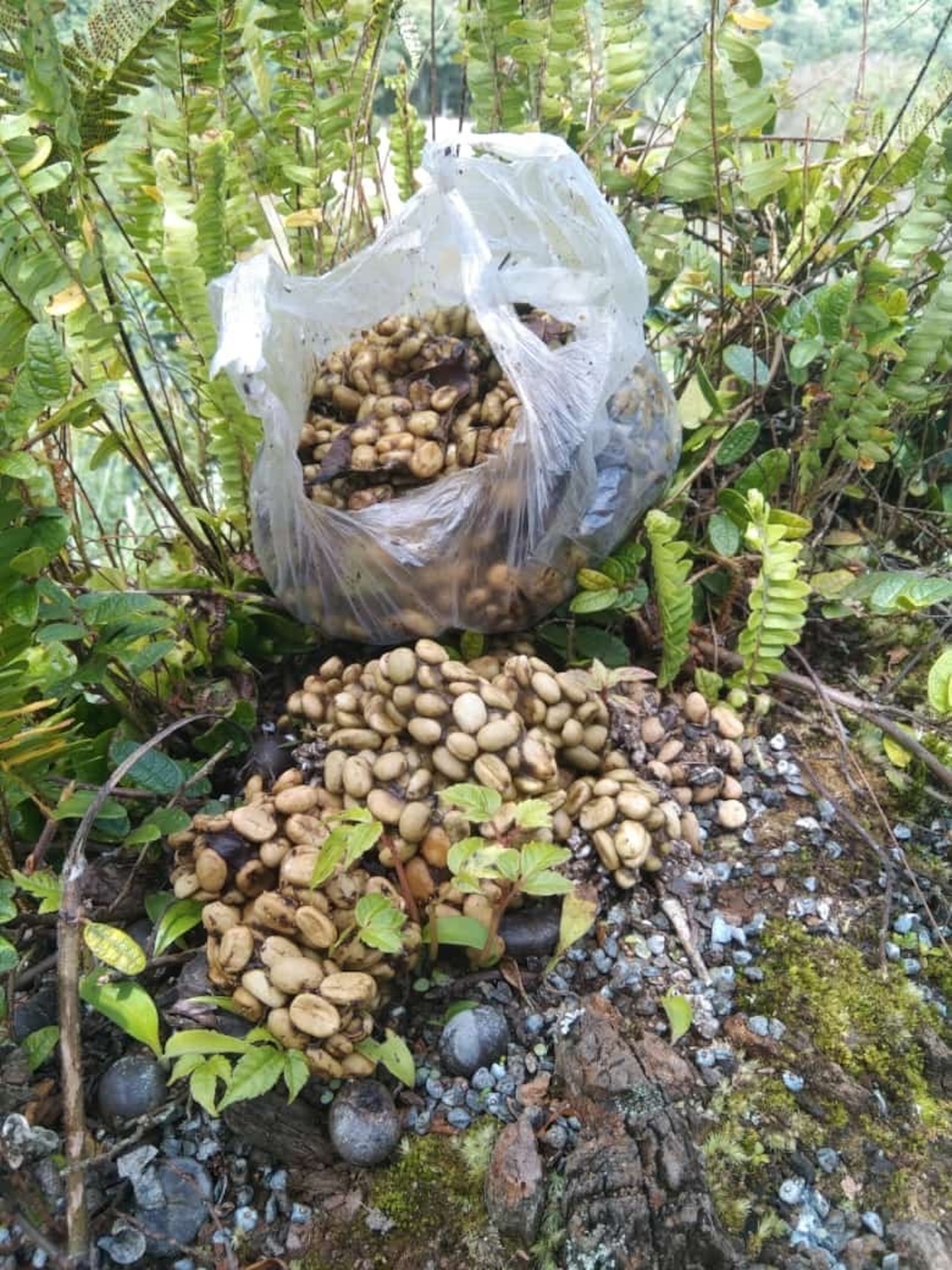 Indonesian Kopi Luwak (Wild) 40g