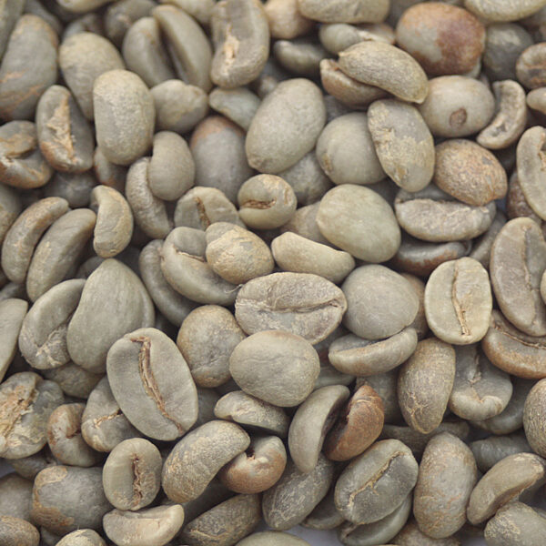 Mexico: Rancho San Francisco, Chiapas (Green)