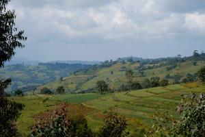Dark Side of the Bloom Blend