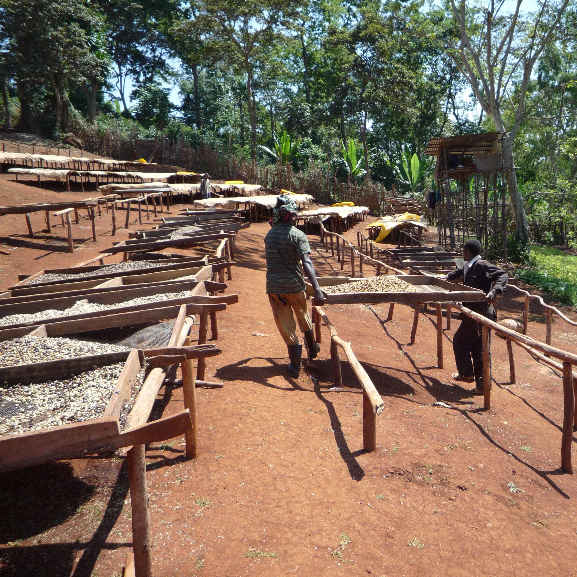 Ethiopia G1 Guji Shakisso Tima Natural Process