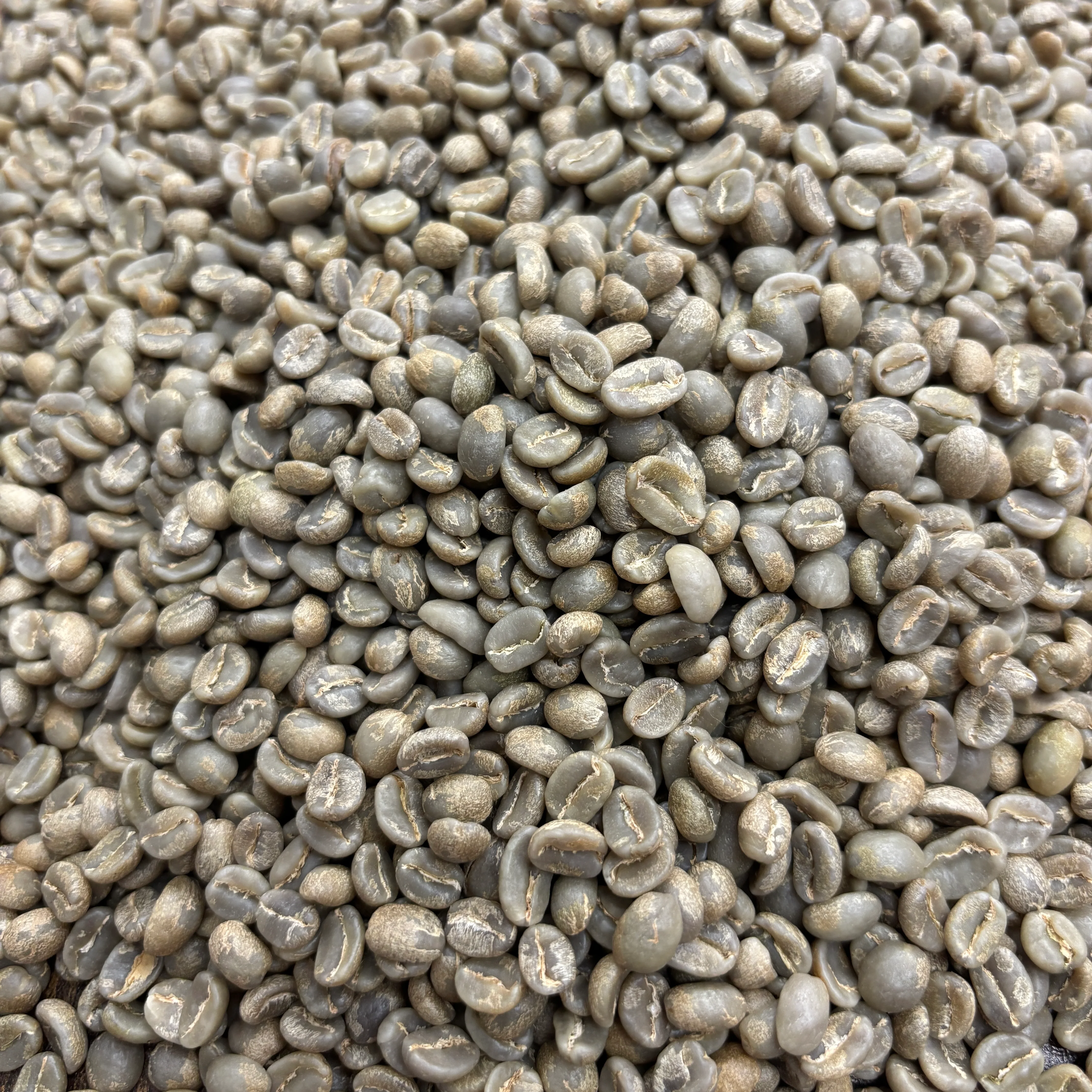 Finca San Antonio Caturra & Colombia - Colombia, anaerobic washed - Green
