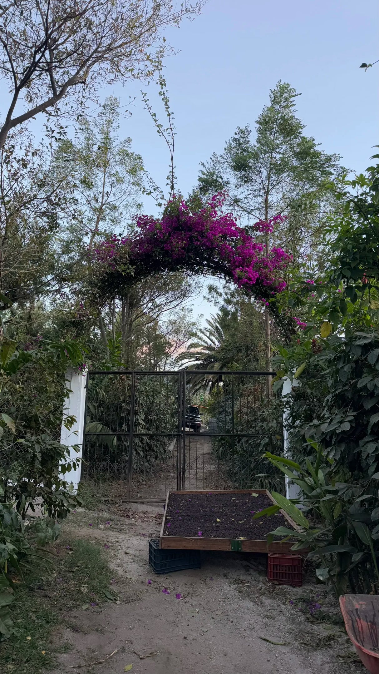 ICON 61 - La Senda, Gesha Con Mosto