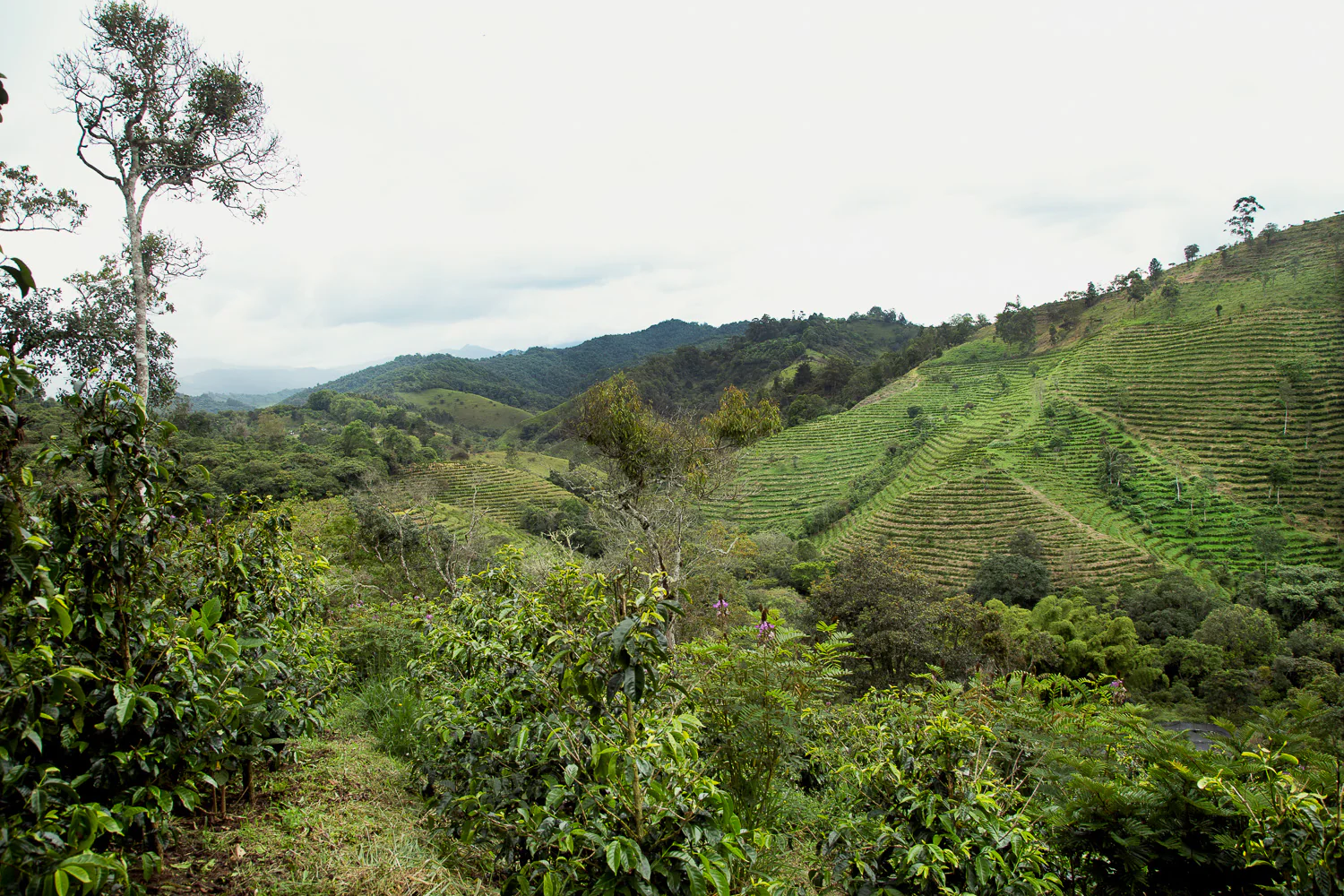 Finca Juan Martín - Colombia