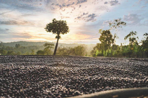 Ethiopia Yirgacheffe Danche - Washed