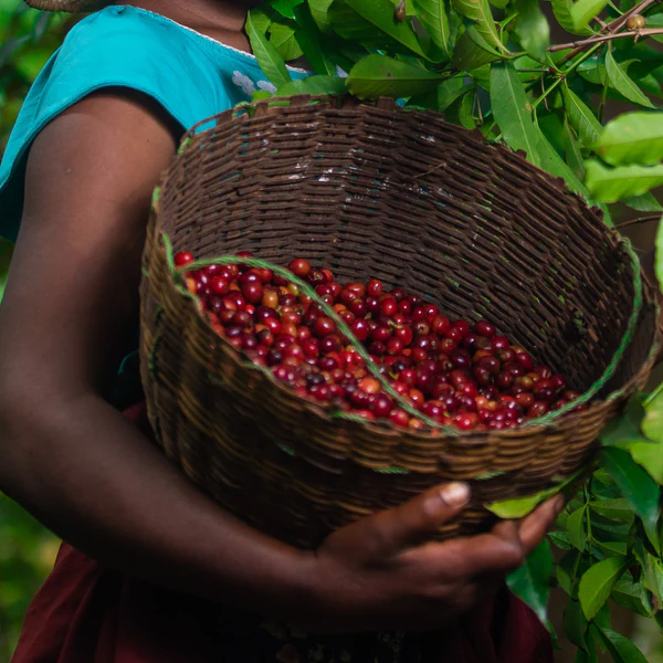 Ardent Yirgacheffe Anaerobic Natural