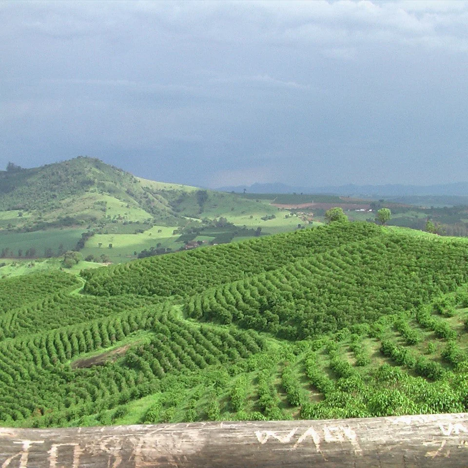 2024 Brazil Monte Alegre Farm Anaerobic Natural Process Yeast