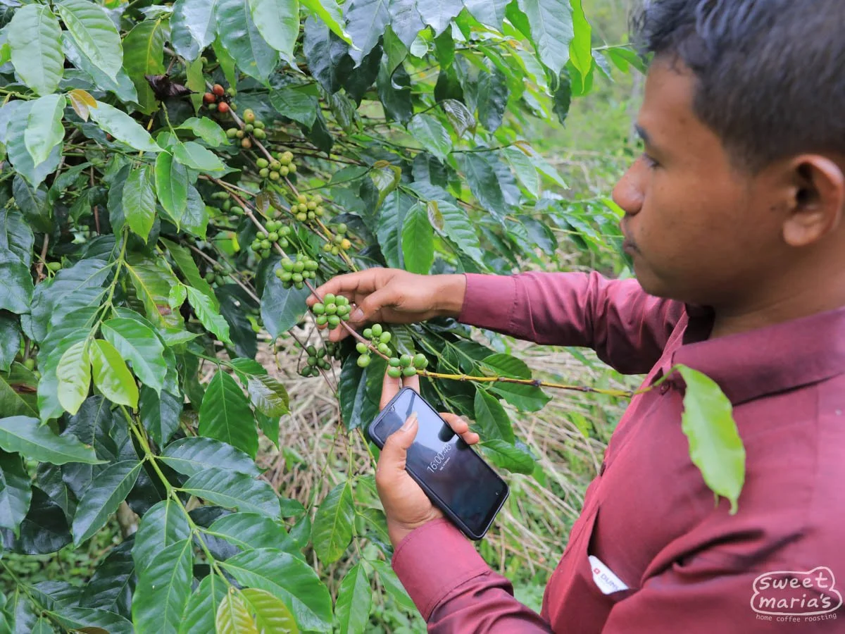 Sigumpar Village, Sumatra