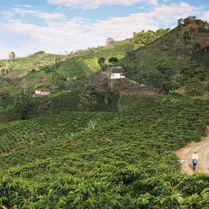 1000g DESCAFEINADO Colombia - Swiss Water