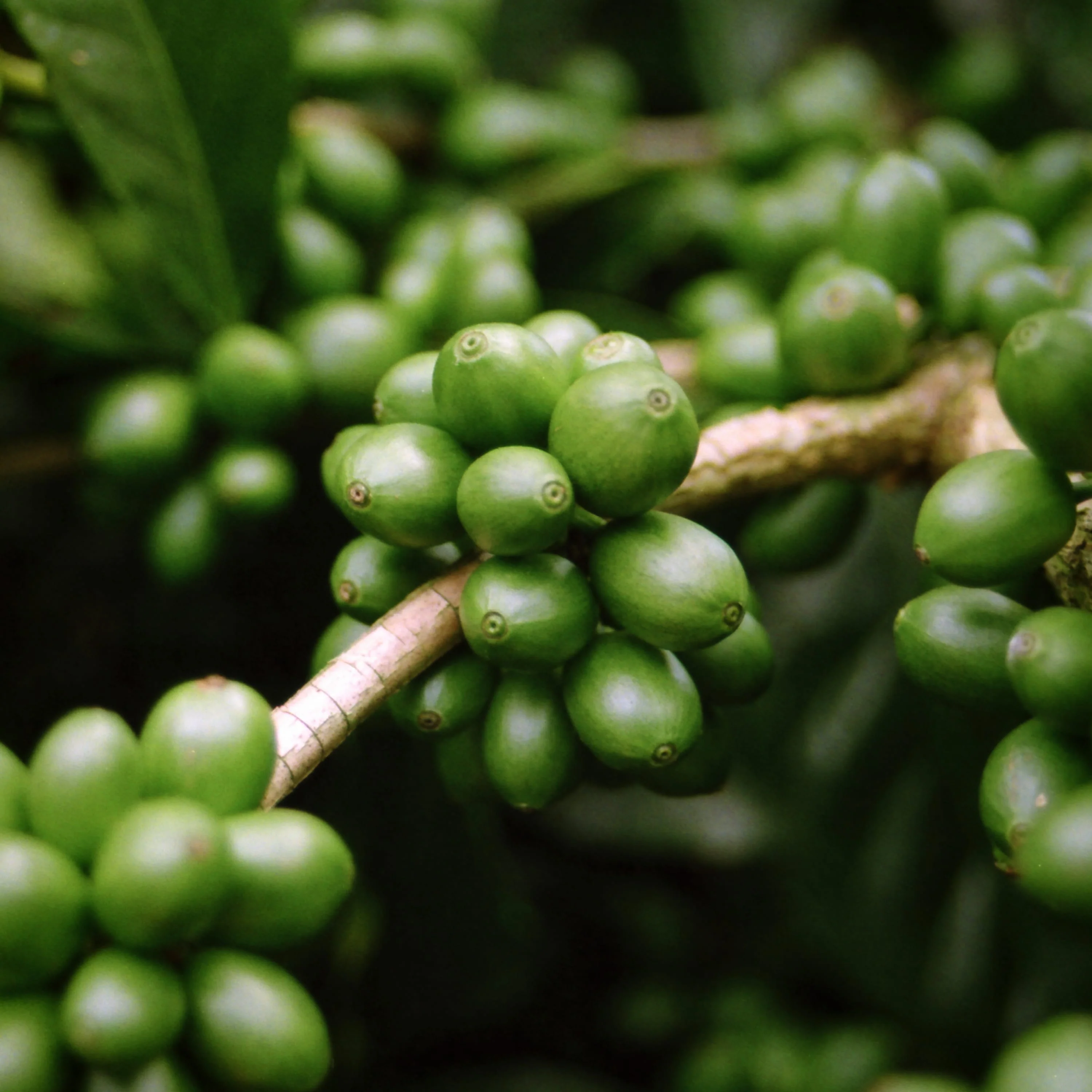 Cold Washed Ethiopian Heirloom