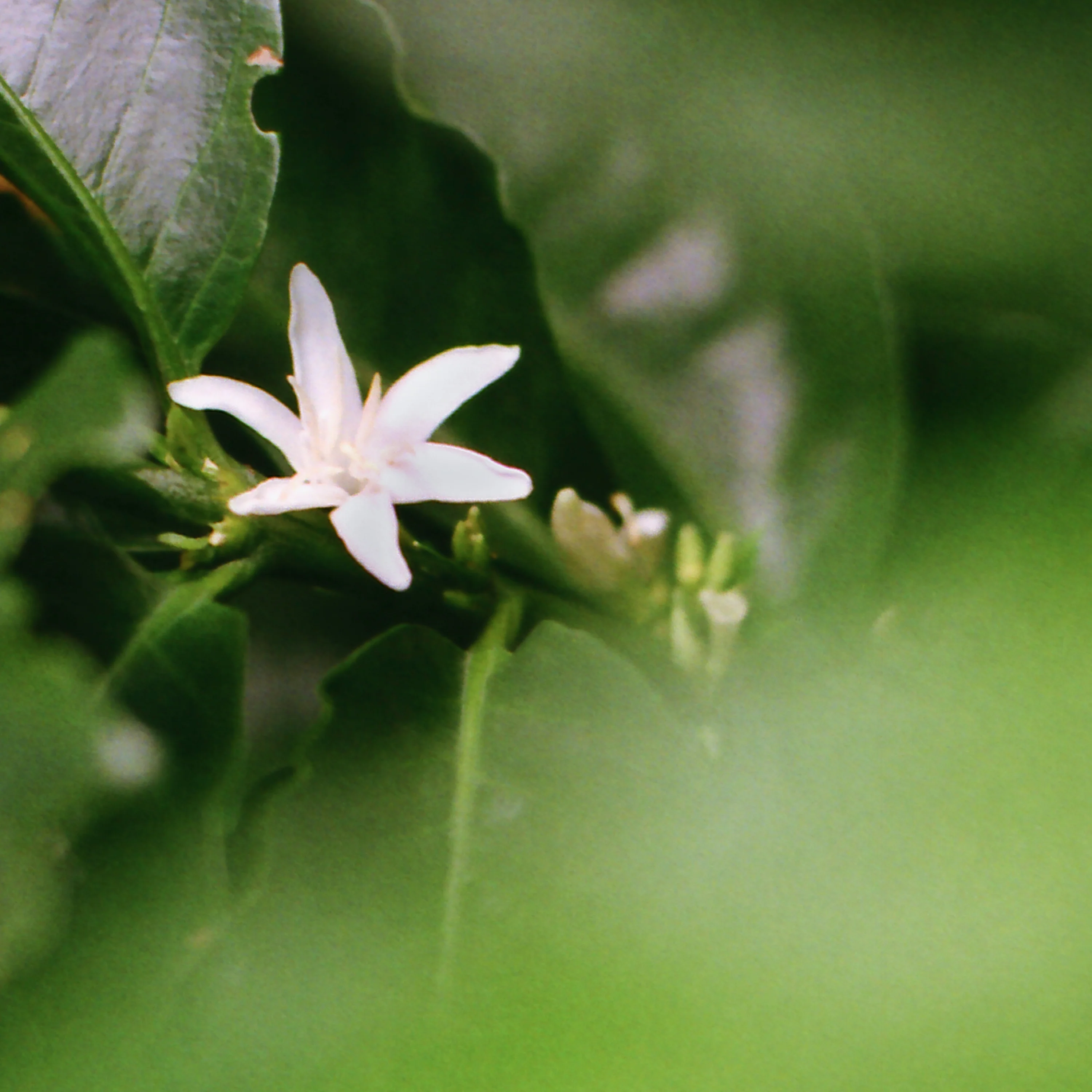 Induced Shade Experiment - Cold Washed Geisha