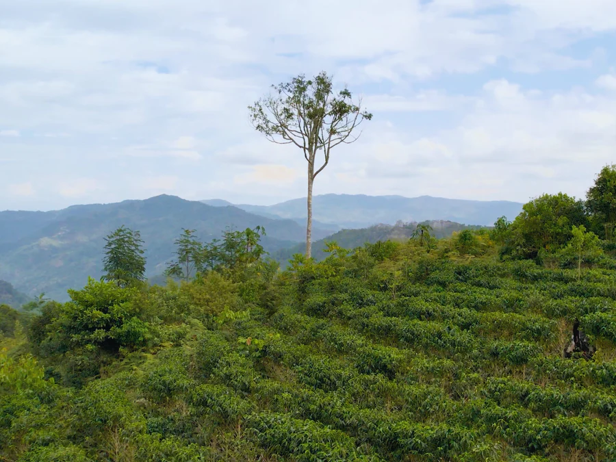 Felipe Guarachi Tola, Bolivia