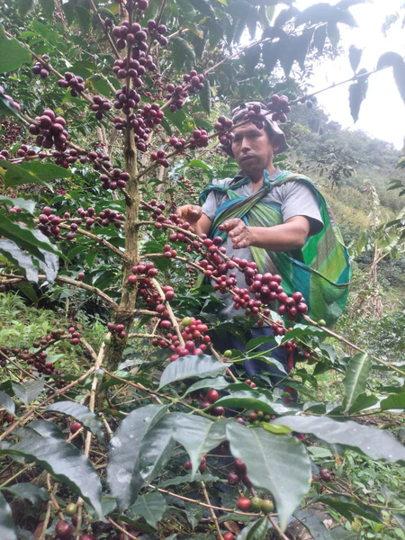 ANASTACIO CHAMBI -Bourbon & Geisha-