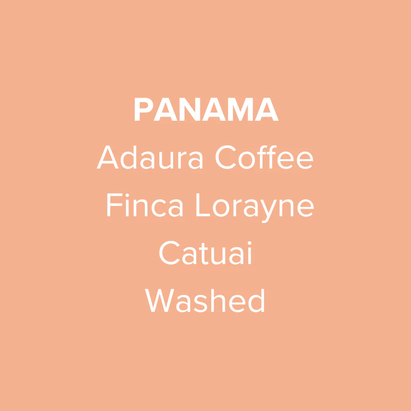 Panama Adaura Coffee Catuai Washed
