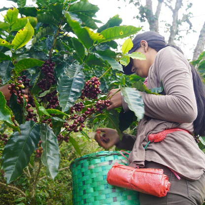 2024 Honduras 'El Duranzo Farm' Natural Process