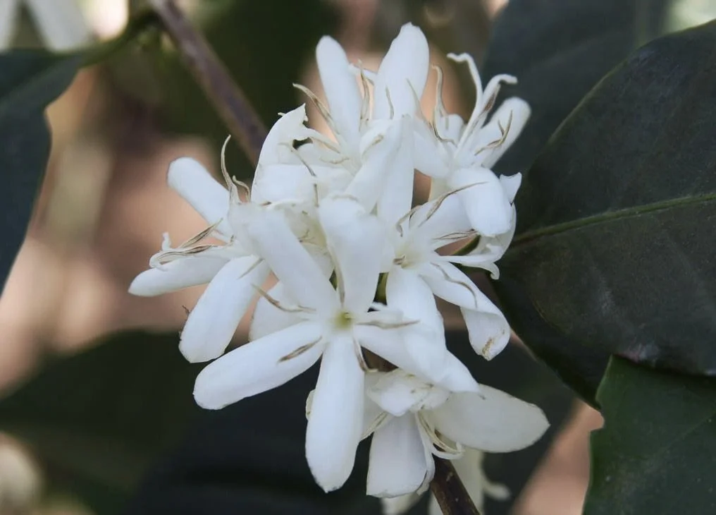 Acatenango Gesha, Guatemala