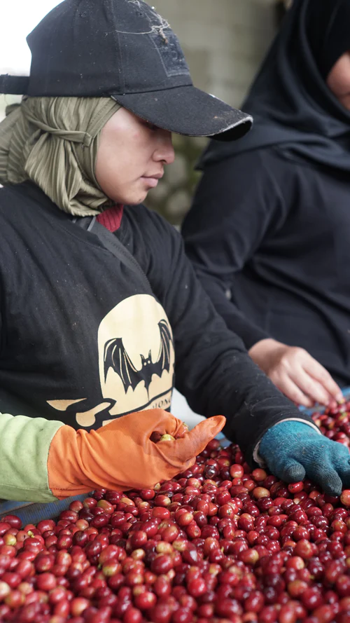 Java Halu Team Indonesia Java Halu Black Honey - Coffee f... | Every Coffee