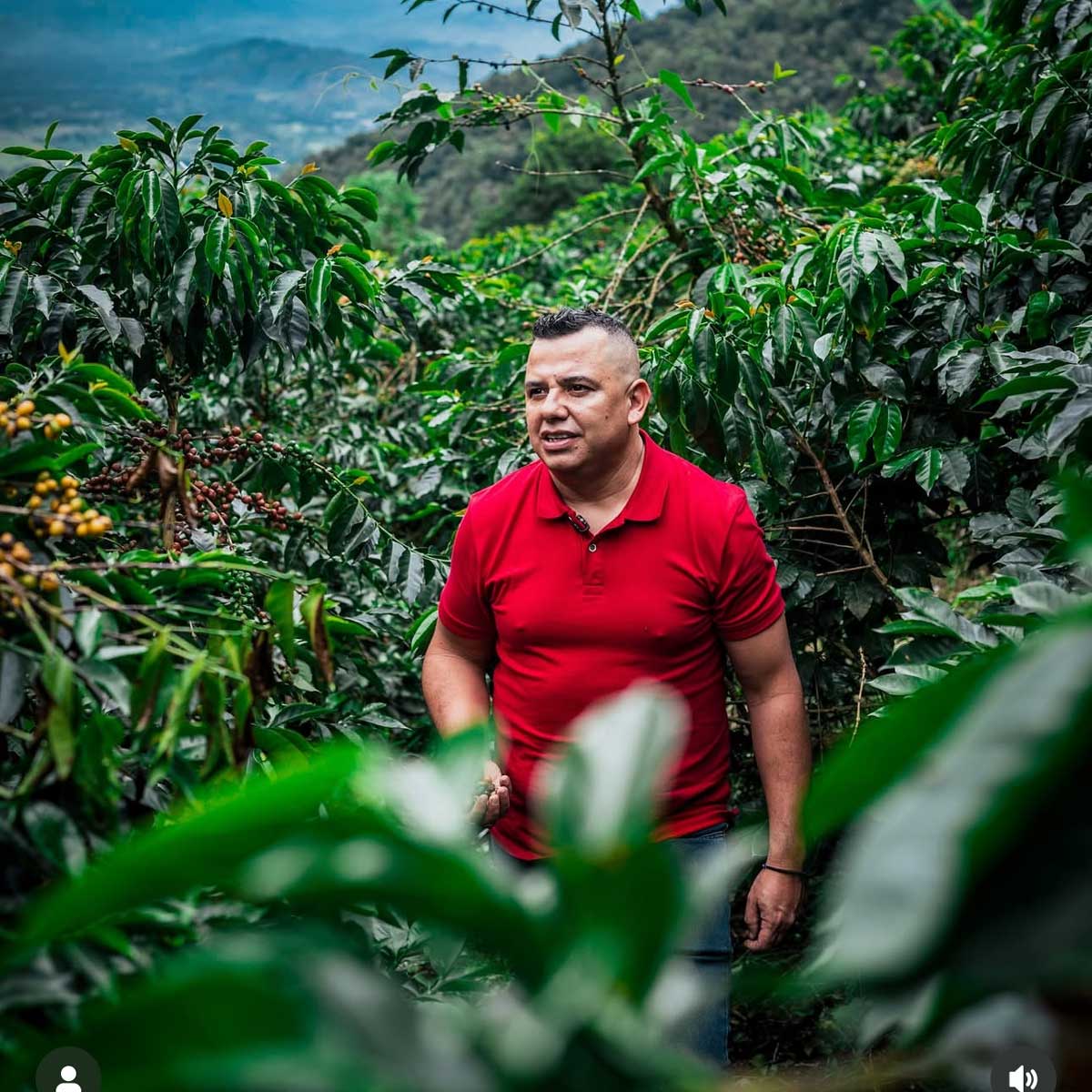 Colombia | El Mirador | Elkin Guzman | Honey