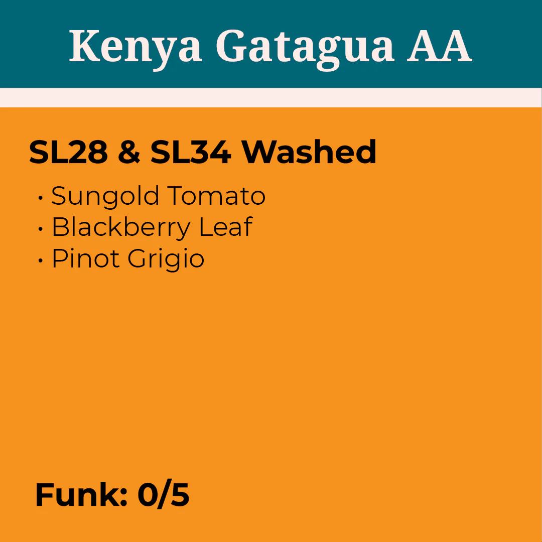 Kenya Gatagua AA Washed