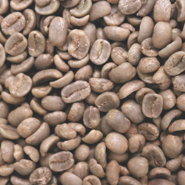 Costa Rica: La Gladiola, Tarrazu (Green)