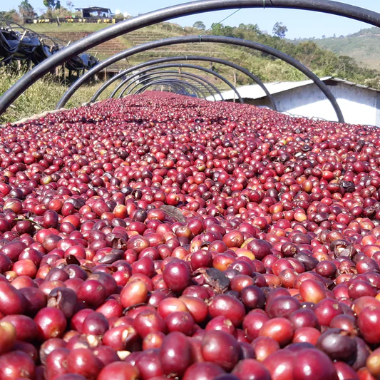 Ethiopia Gesha Village Natural Process Gori Gesha
