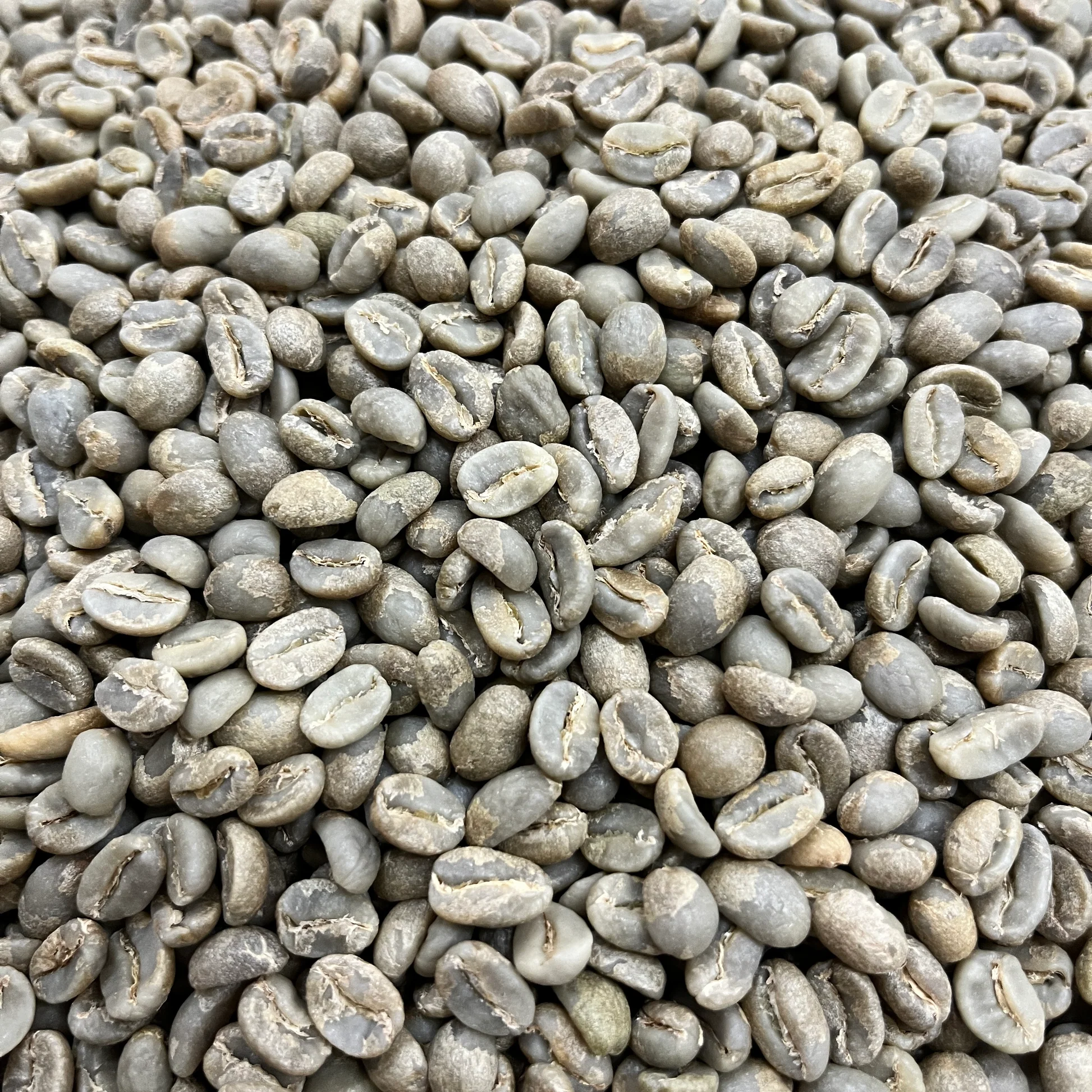 Las Perlitas Lot 7 - Colombia, washed - Green