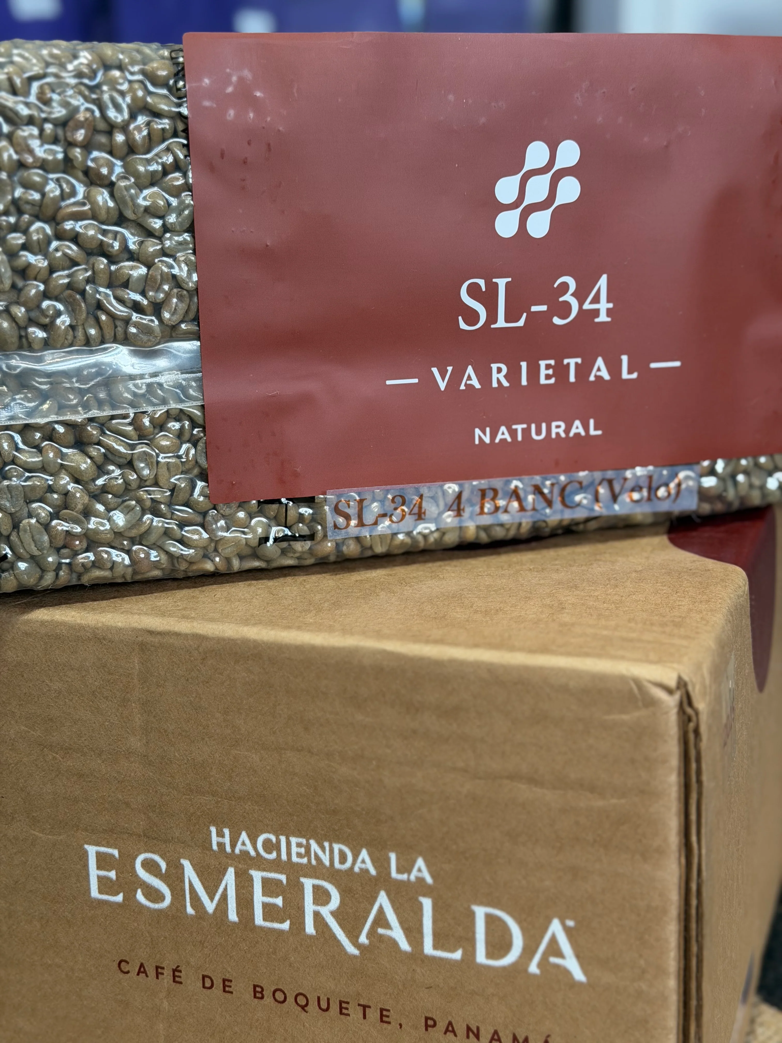 Picolot #4: Esme Jr. - Esmeralda SL34 Natural BANC El Velo