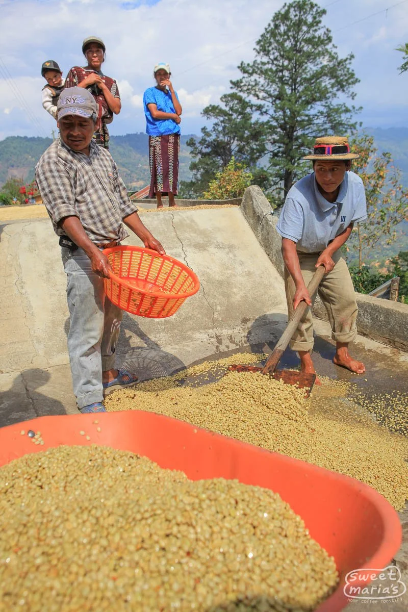 Finca Rosma, Guatemala