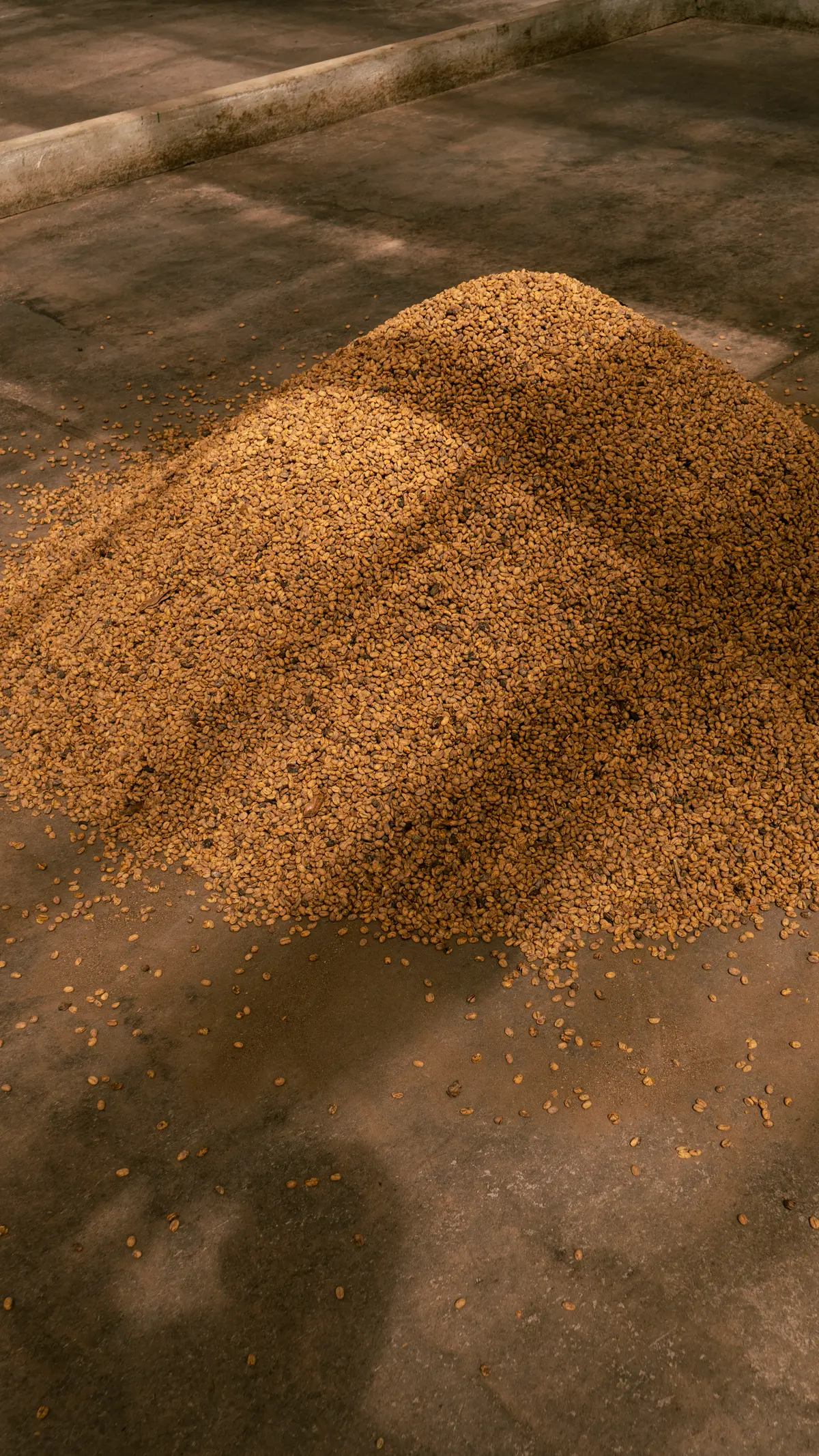 Pink Bourbon - Thermal Shock Co-fermented