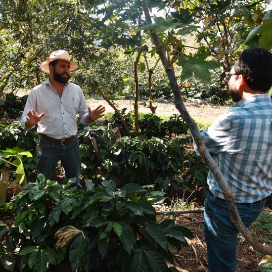 Guatemala Agua Tibia Geisha [Dark Roasting]