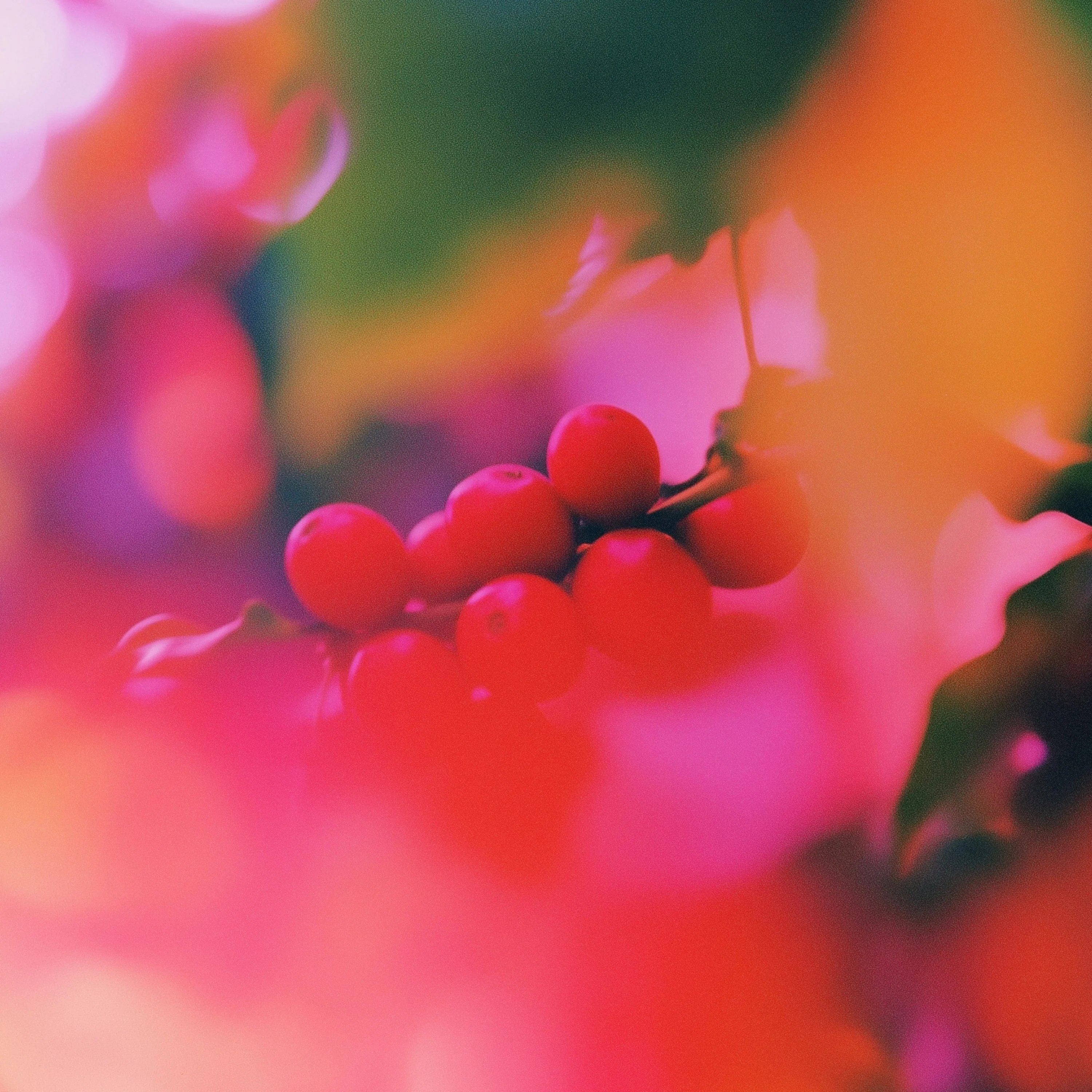 Pollination Experiment - SL28 x Geisha