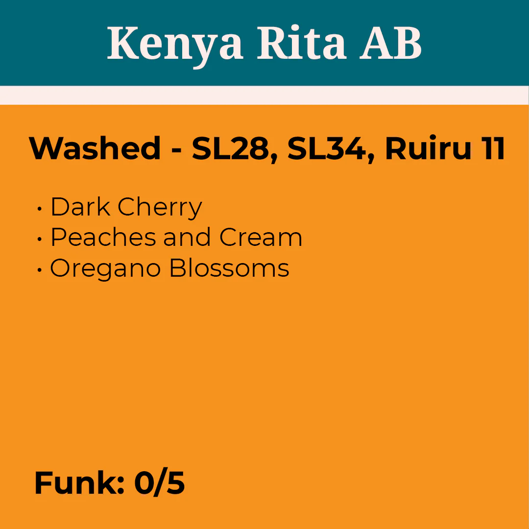 Kenya Rita AB Washed