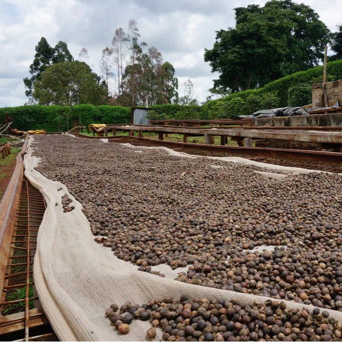 Pauline Mumbi Anaerobic Natural - Nyeri