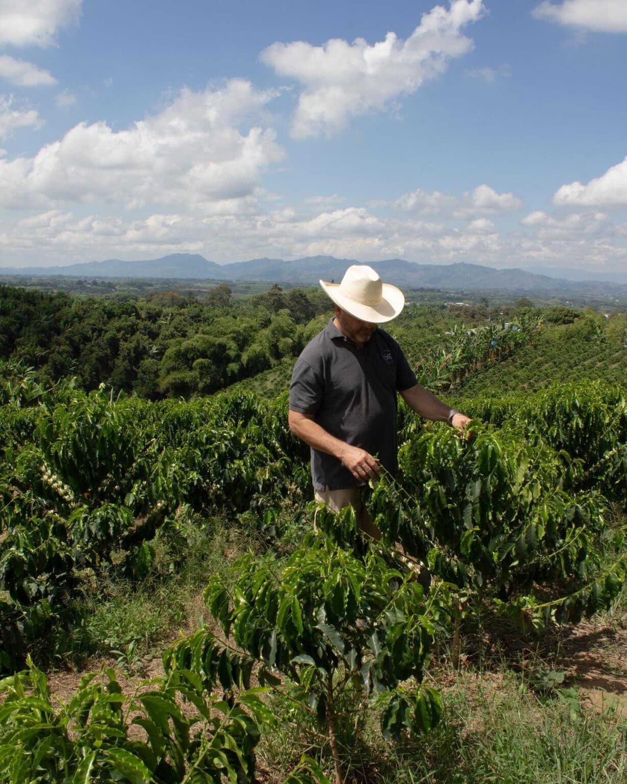 FINCA MILAN, Colombia (Culturing Fermentation) Specialty Coffee