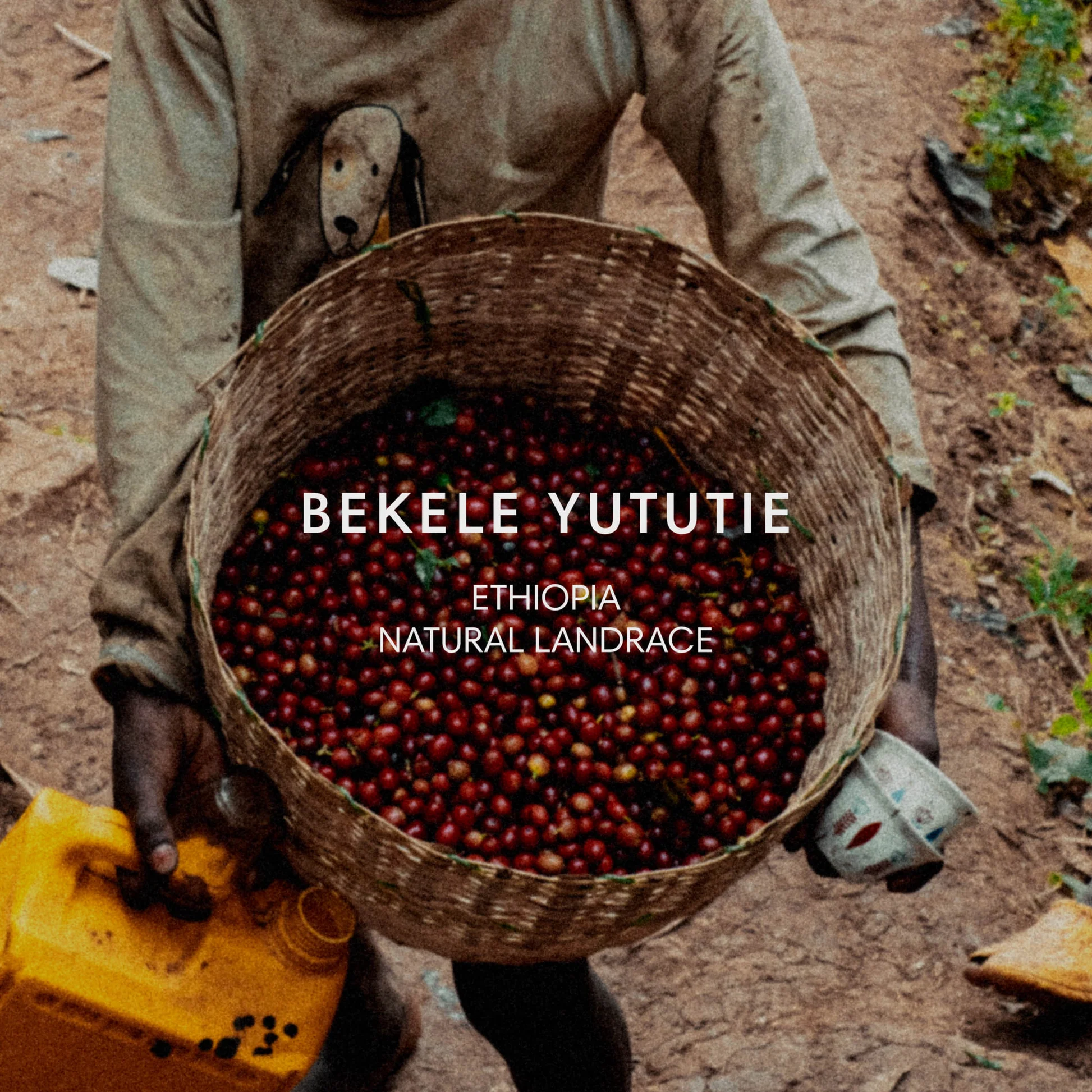 BEKELE YUTUTIE