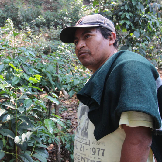 2022 Mexico Decaf Mountain Water Process