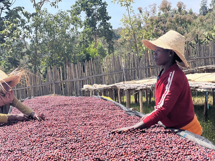 Ethiopia Gigesa Washed