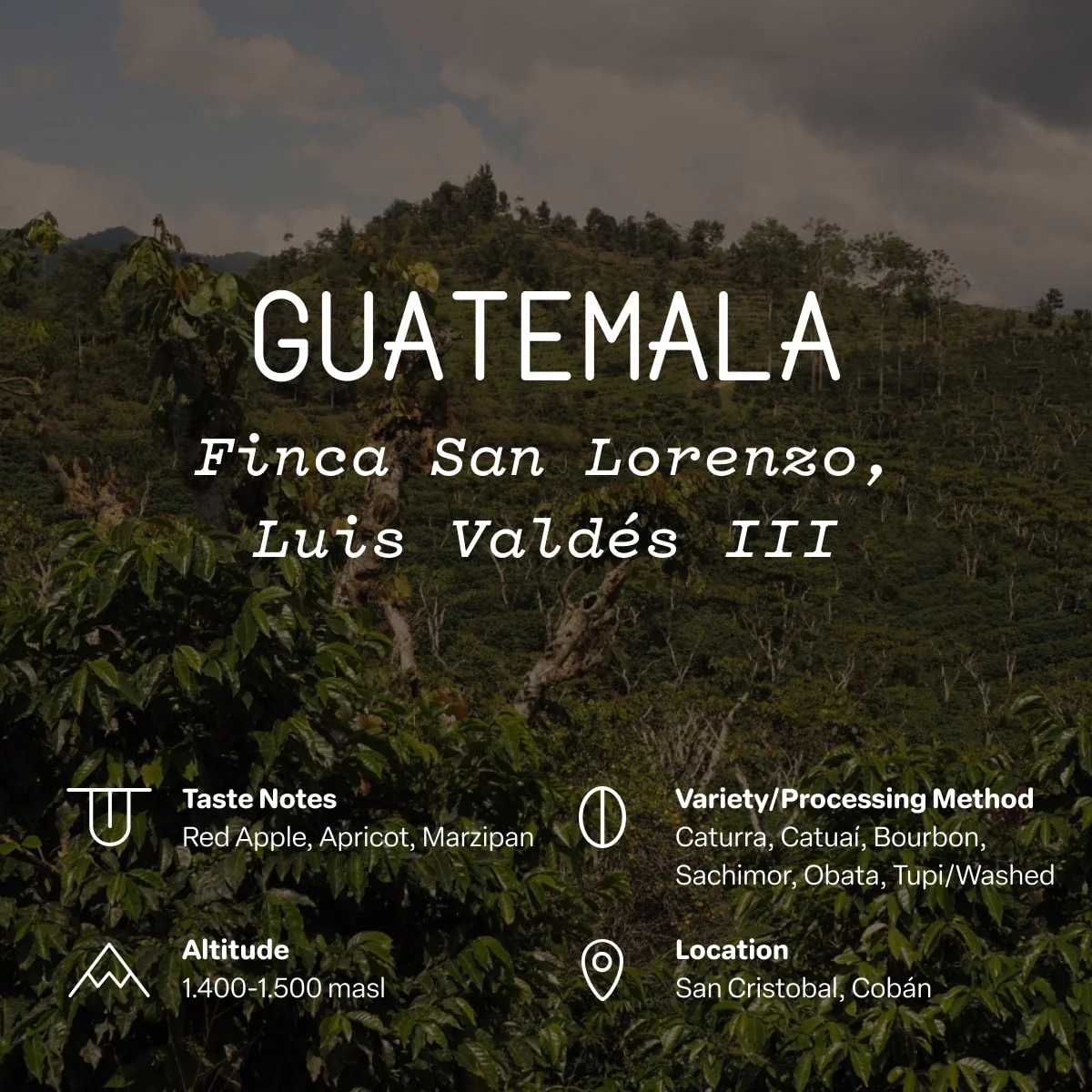 Guatemala, Finca San Lorenzo, Luis Valdés III